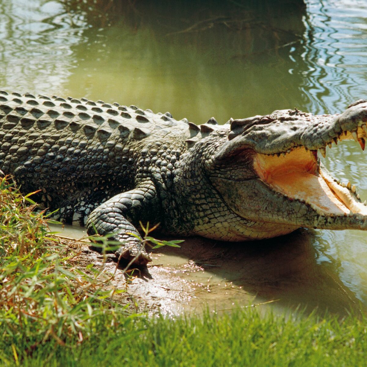 Saltwater crocodile (Crocodylus porosus) worlds largest living reptile, cooling himself with open mouth, Darwin, Northern Territory, Australia (Saltwater crocodile (Crocodylus porosus) worlds largest living reptile, cooling himself with open mouth, Da